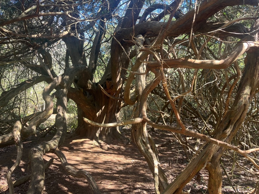Yew Forest